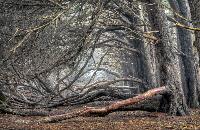 Del Mar Cypress Grove